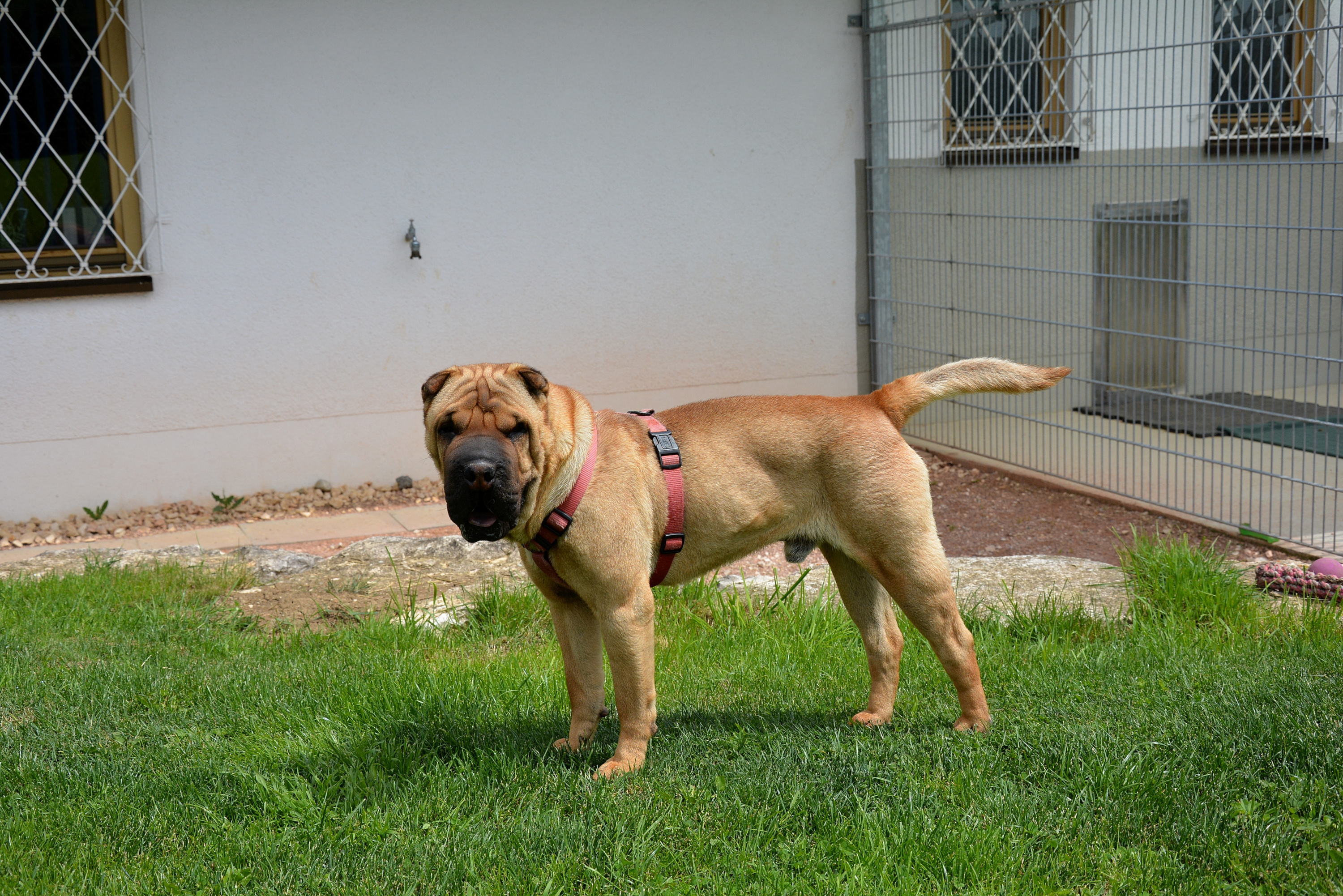 hund männlich