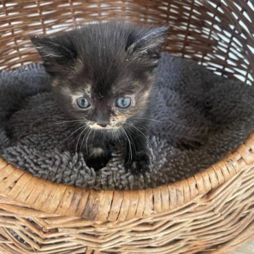 🐾 SOS! Überwältigende Kitten-Flut im Tierheim!