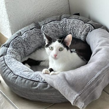 Pia