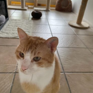 Simon