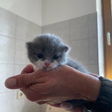Kitten (5)