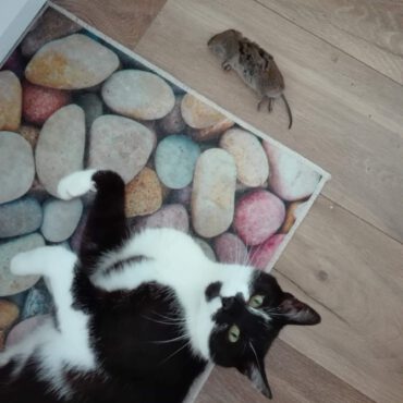 🐾❤️Grüße von Ragnar