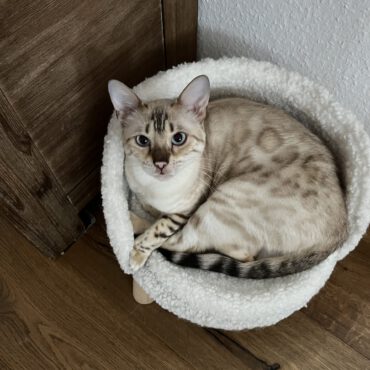 Vermittlungshilfe Holly