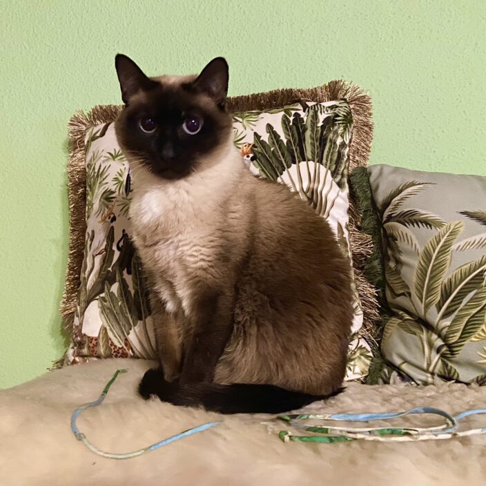 🐾❤️Grüße von Minou❤️🐾