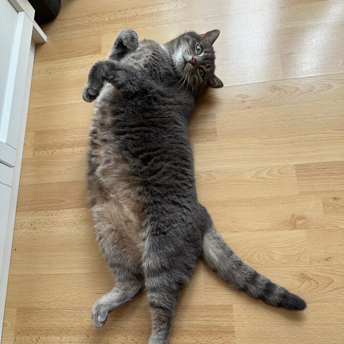 🐾❤️Grüße von Kira❤️🐾