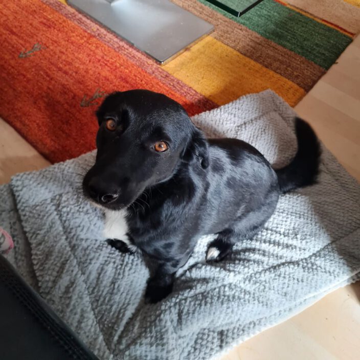 🐾❤️Grüße von Lola❤️🐾